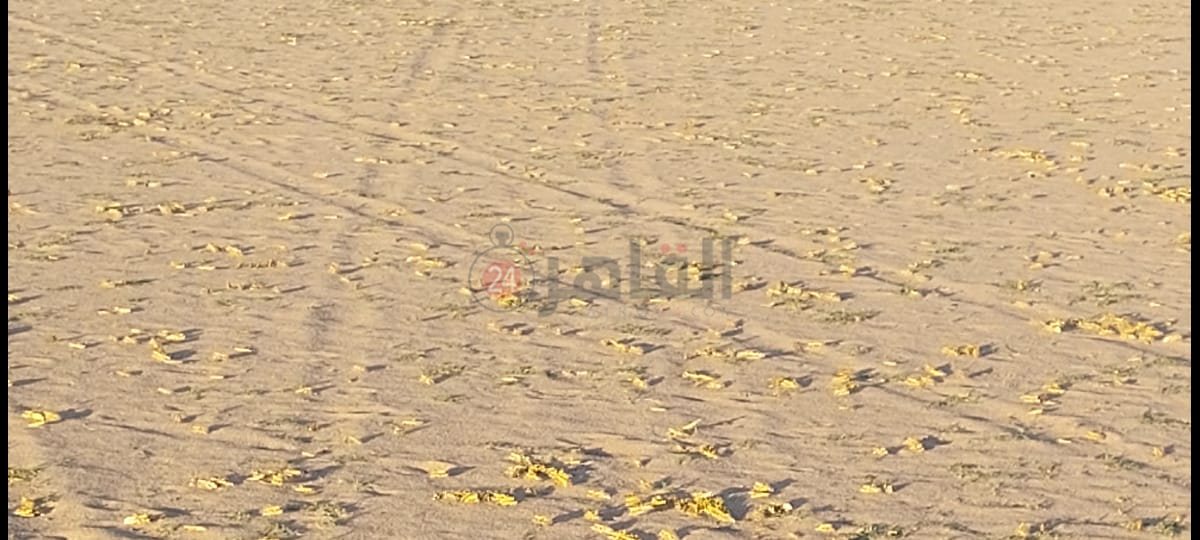 IMG-20240130-WA0007