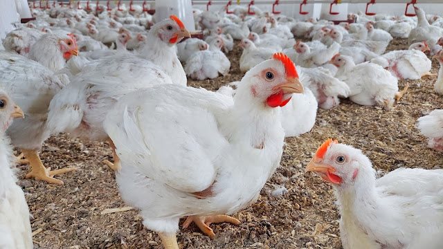 أسعار الدواجن البيضاء اليوم الجمعة