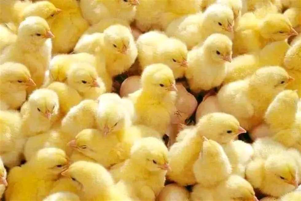أسعار الفراخ البيضاء اليوم&nbsp;