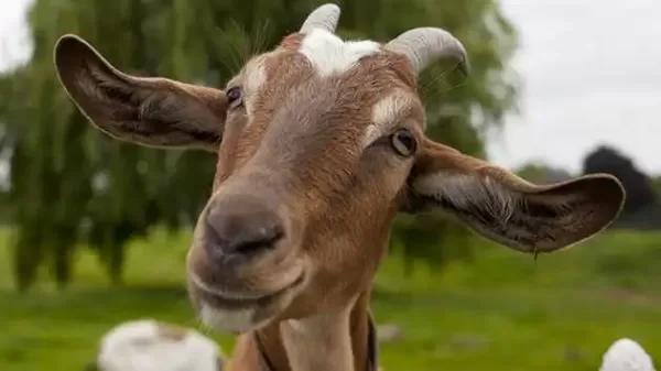 تفسير رؤية التيس الأسود في المنام