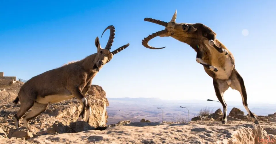 تفسير حلم نطح الخروف أو الكبش