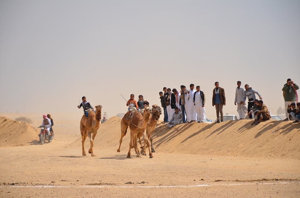 استعادت مهرجان الهجن&nbsp;