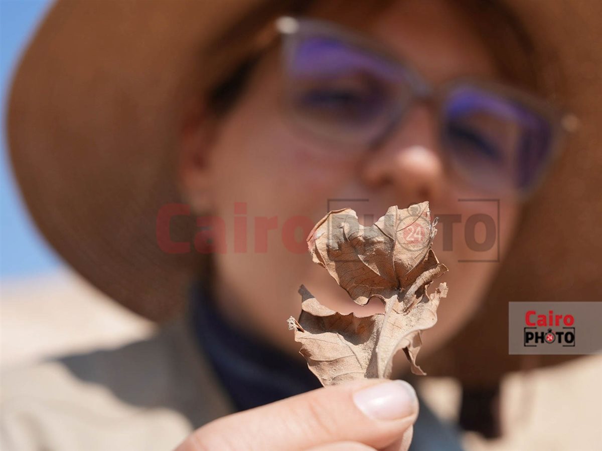 نبات بيرسيا المُكتشف بواسطة البعثة الإسبانية بالأقصر