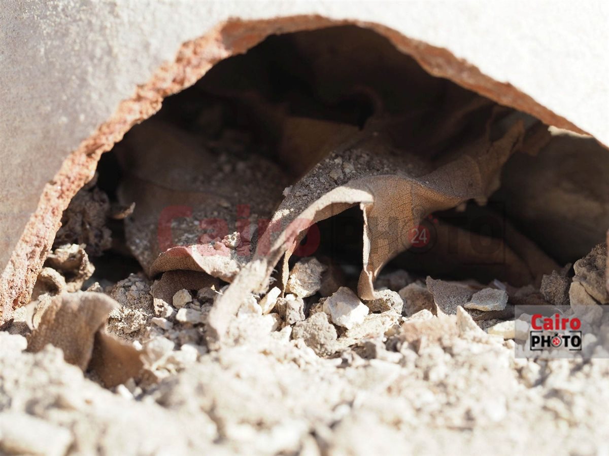 الفخار المُكتشف بداخله النبات