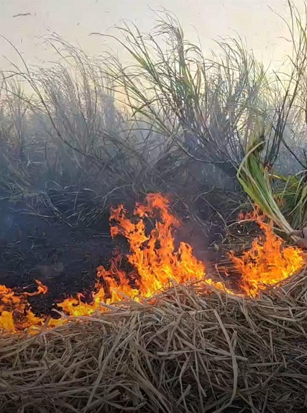 نشوب حريق في محصول القصب&nbsp;
