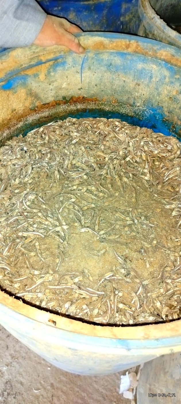 ضبط 2.5 طن أسماك سردين غير صالح للاستهلاك الآدمي بالمنوفية