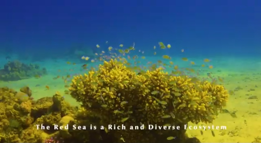 محميات البحر الأحمر