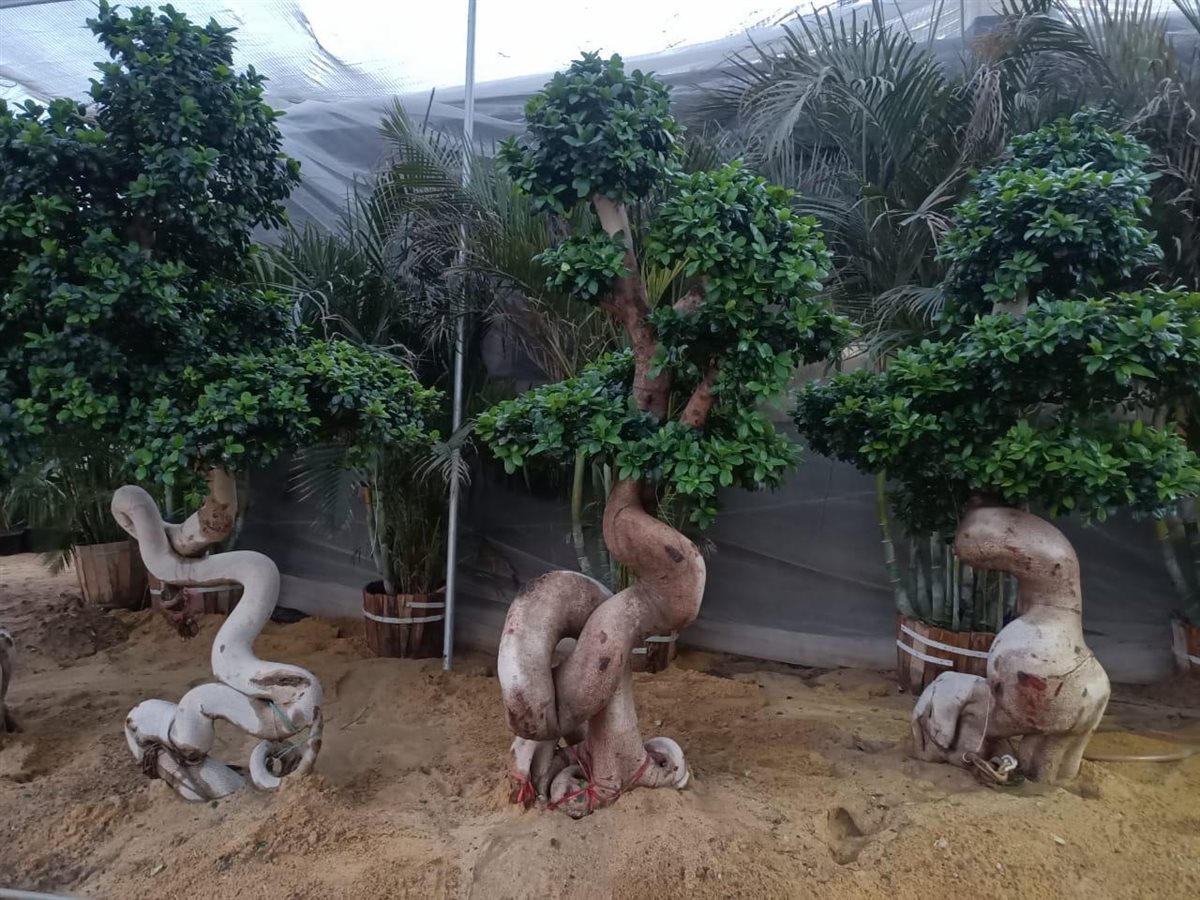 الاستعدادات النهائية لانطلاق معرض زهور الربيع