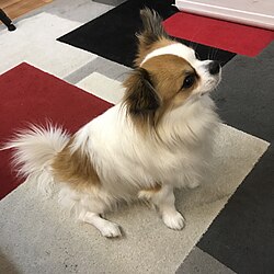 أنواع الكلاب