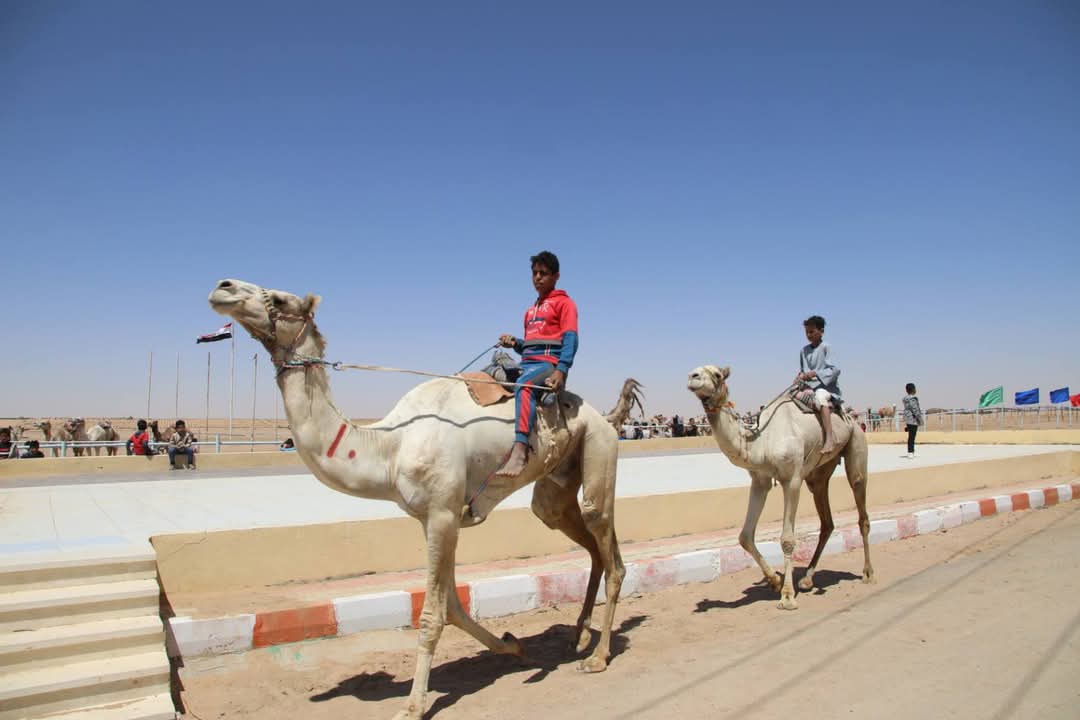 فاعليات نادى الهجن بالوادى الجديد