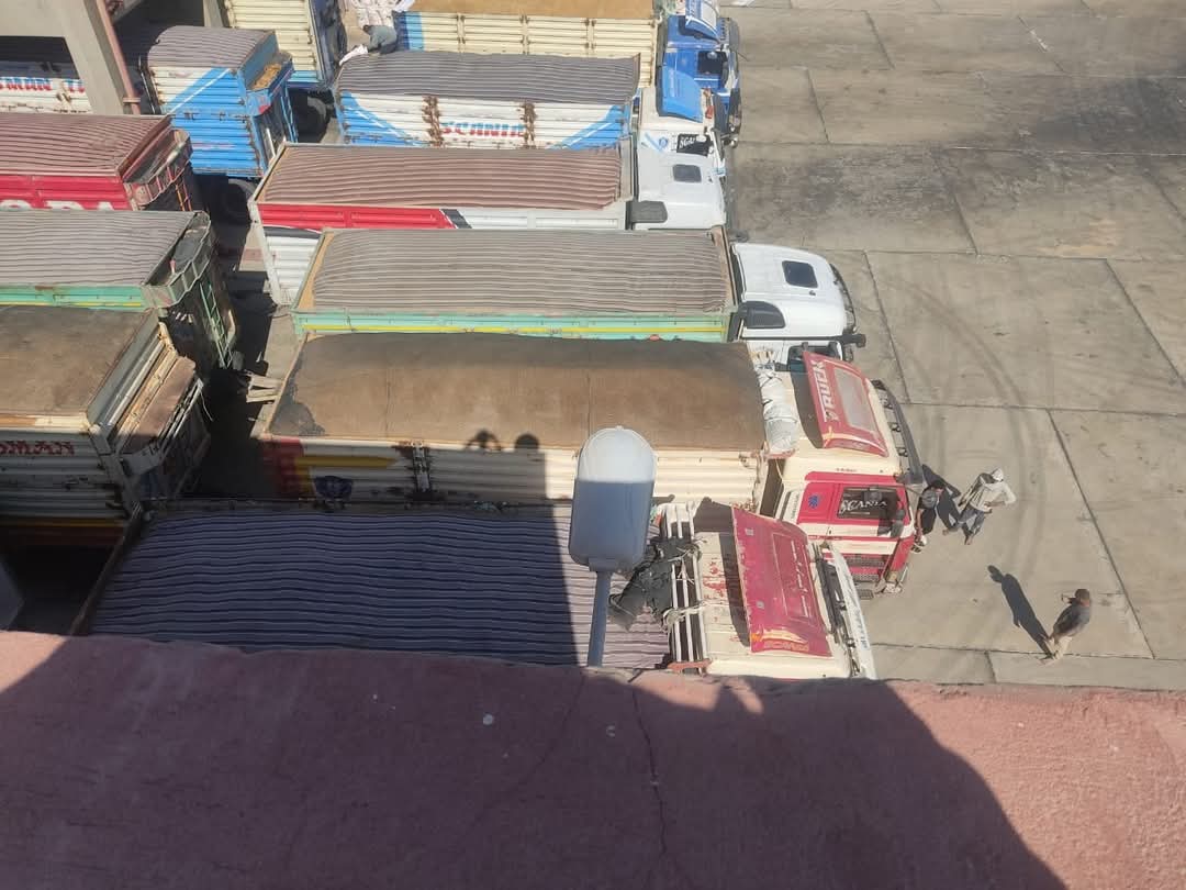 توريد محصول القمح في الوادى الجديد