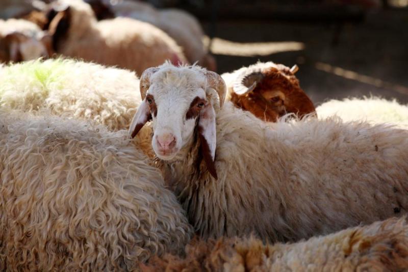 طريقة شراء الاضحية لعيد الأضحى المبارك ونصائح مهمة