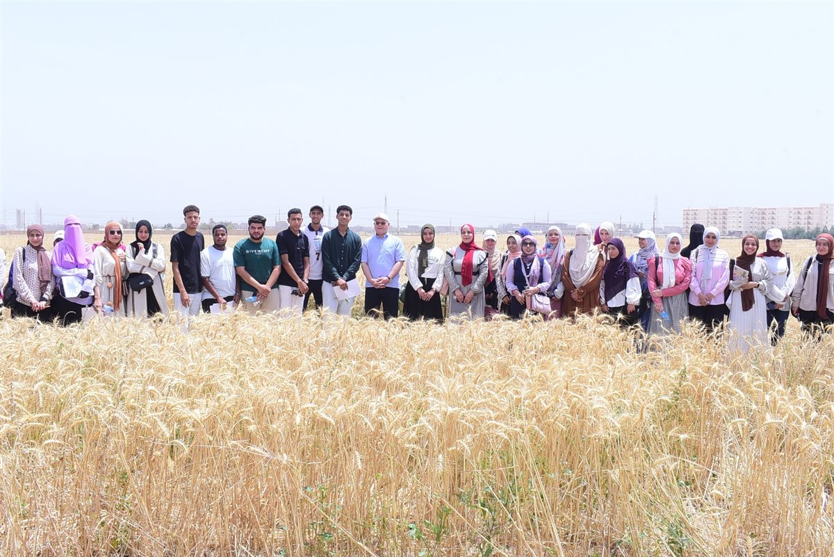 حصاد القمح بجامعة سوهاج