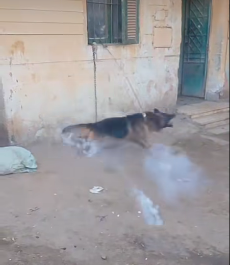 ربط كلب وترهيبه بالألعاب النارية