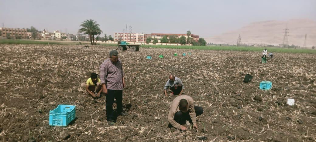 زراعة القصب بالشتلات في الاقصر