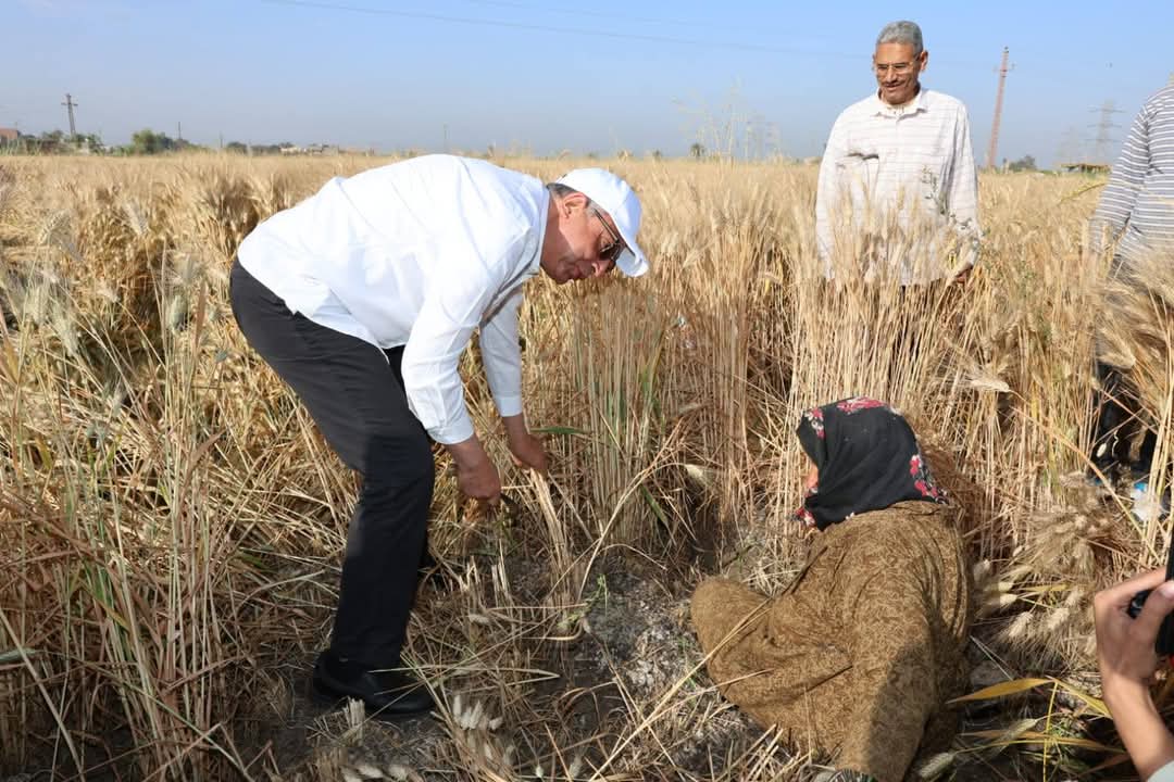 محافظ المنيا يتابع حصاد محصول القمح&nbsp;