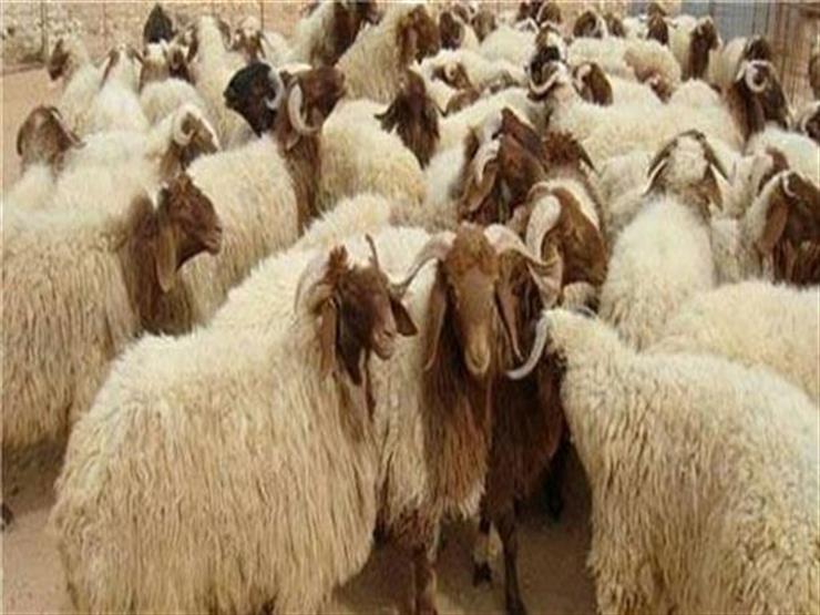 هل يجوز الاشتراك في الأضحية عند المالكية