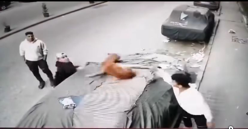 فيديو التعدي بالضرب على كلب&nbsp;