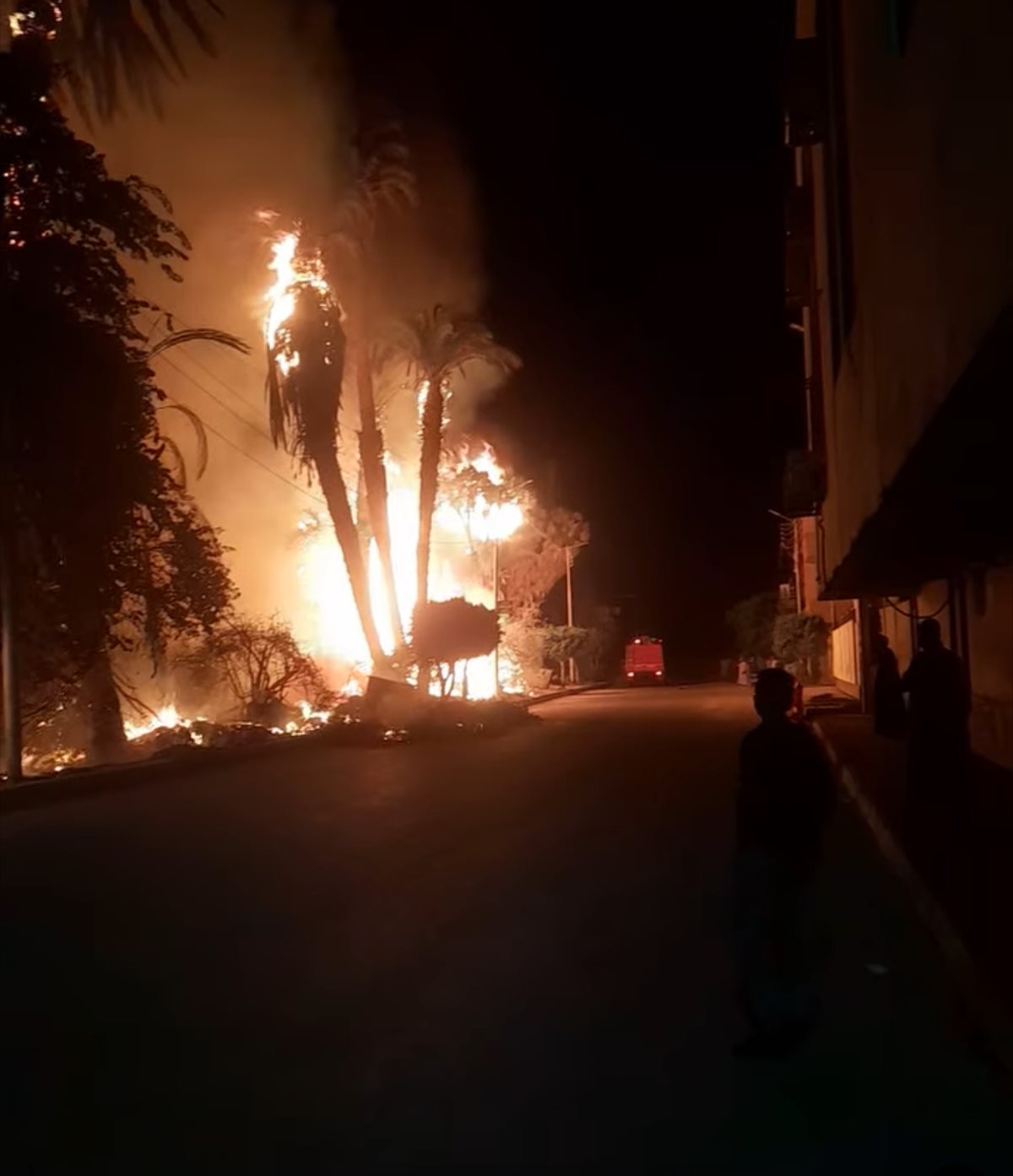 حريق في نخيل وأشجار&nbsp;