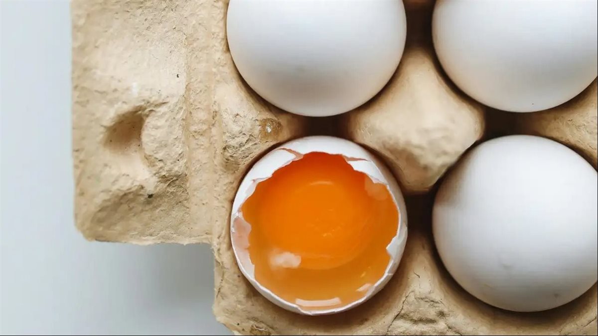 سعر بورصة البيض اليوم
