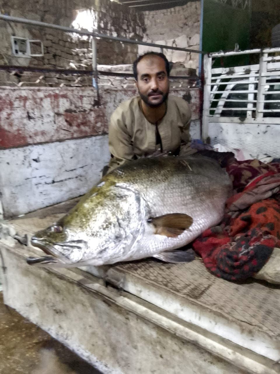 صياد بالأقصر يصطاد أكبر سمكة ساموس من النيل&nbsp;