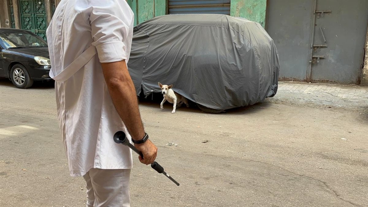 حملة بيطرية بدمنهور لتحصين الكلاب الحرة&nbsp;