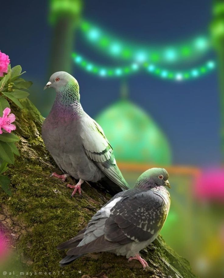 رسائل تهنئة بمناسبة المولد النبوي الشريف
