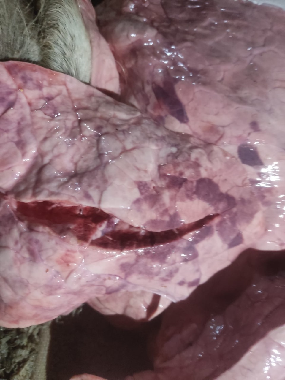 المضبوطات 
