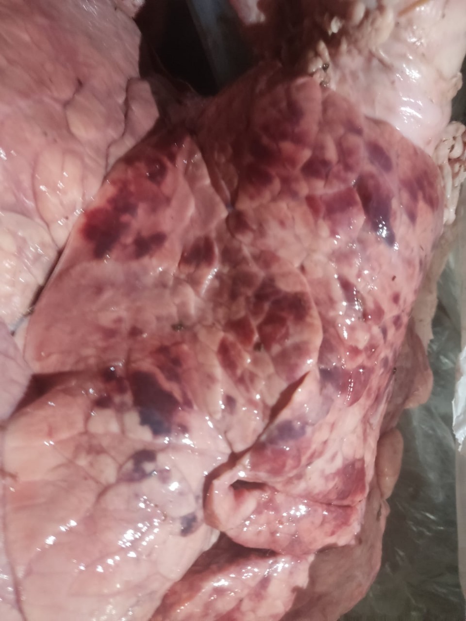 المضبوطات 