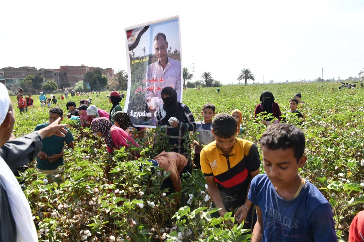 محافظ الفيوم يفتتح موسم جني القطن بأحد الحقول الزراعية بقرية رحمي