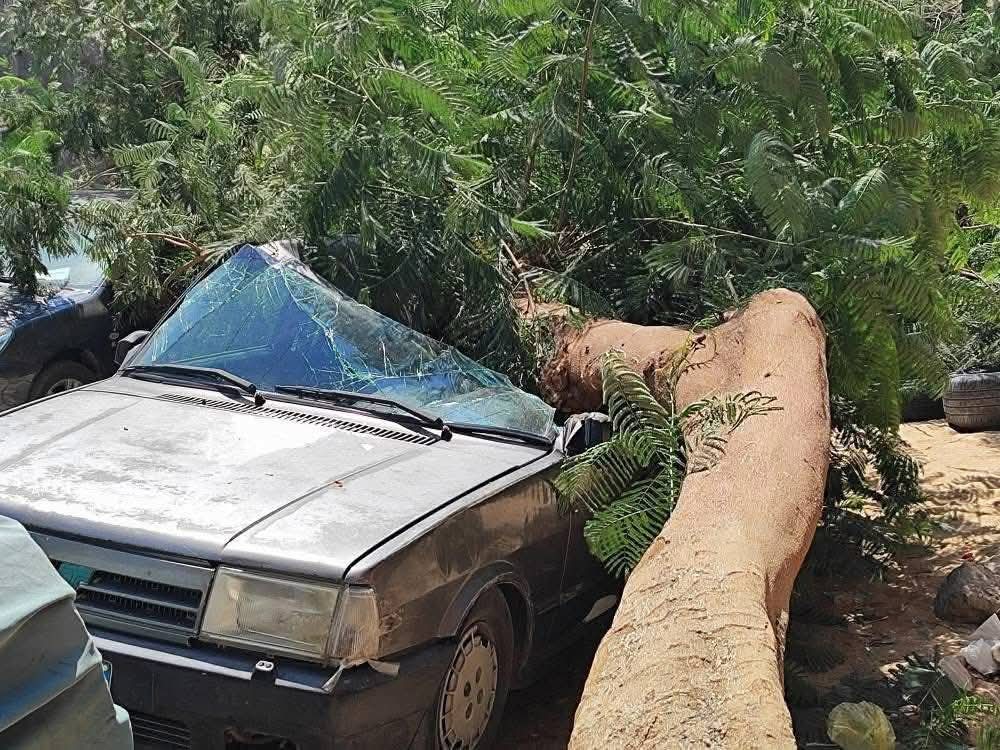 سقوط شجرة أعلى سيارة ملاكي بشارع الهلالي بأسيوط&nbsp;