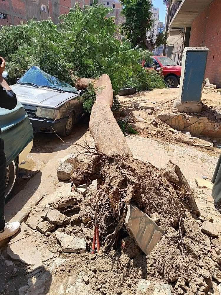 سقوط شجرة أعلى سيارة ملاكي بشارع الهلالي بأسيوط&nbsp;