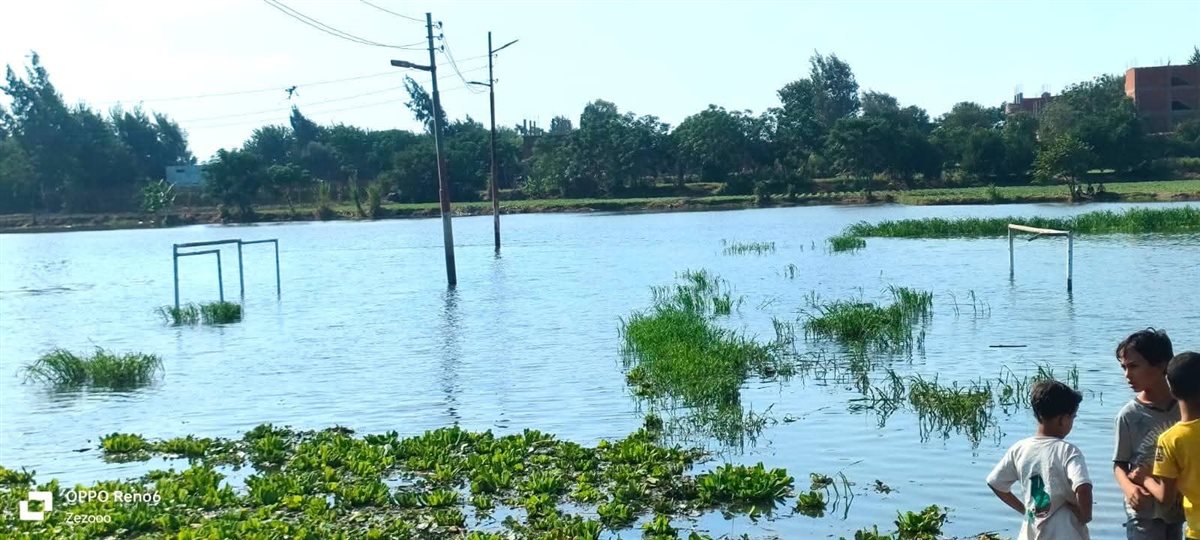 جزيرة داود بالمنوفية&nbsp;