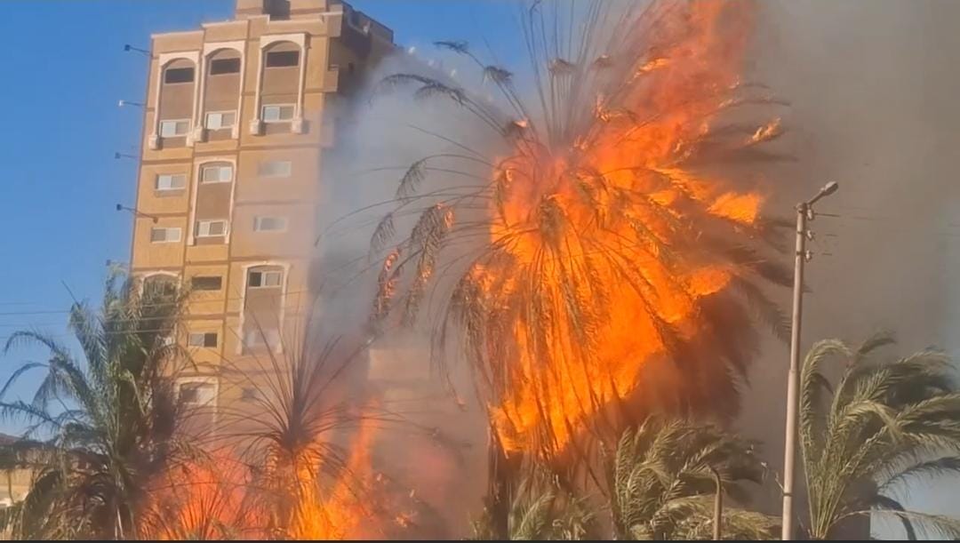 حريق بأشجار نخيل&nbsp;