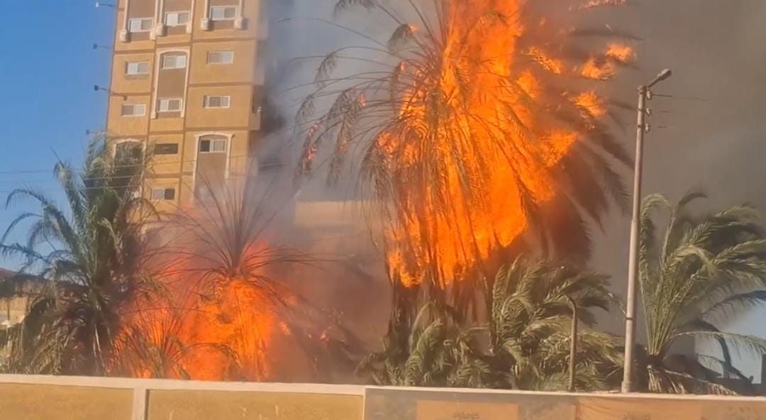 حريق بأشجار نخيل&nbsp;
