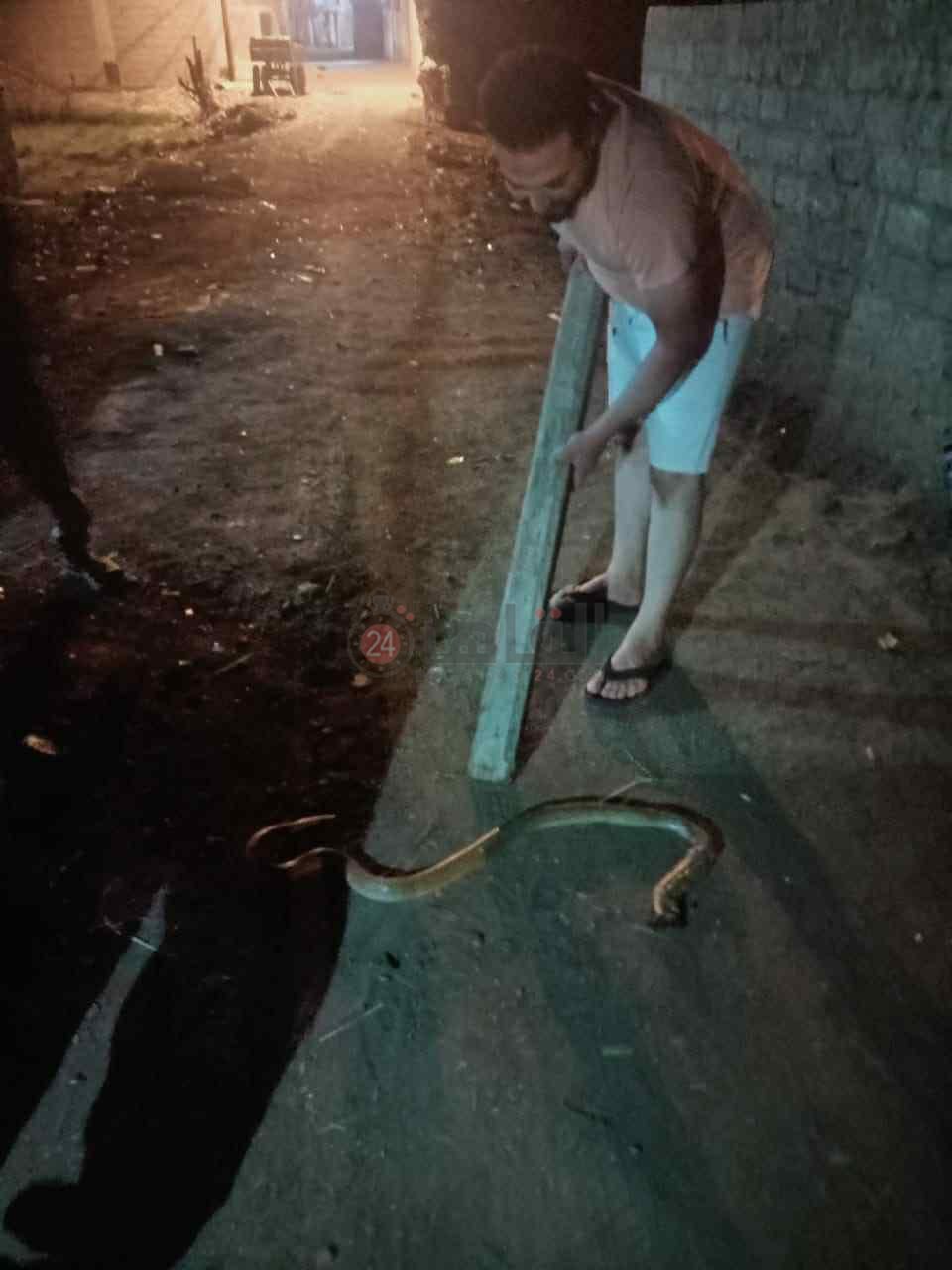 الكوبرا 