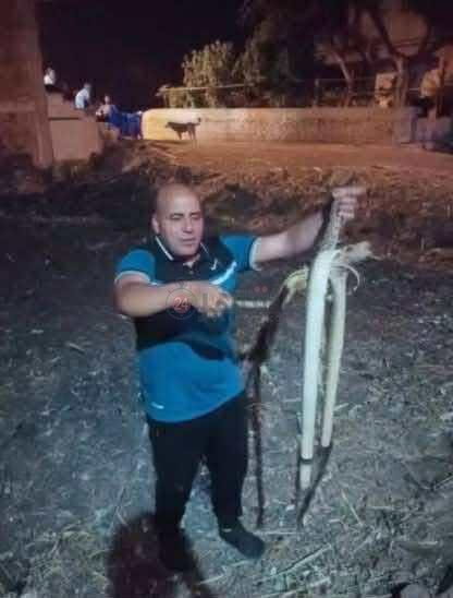 الكوبرا 