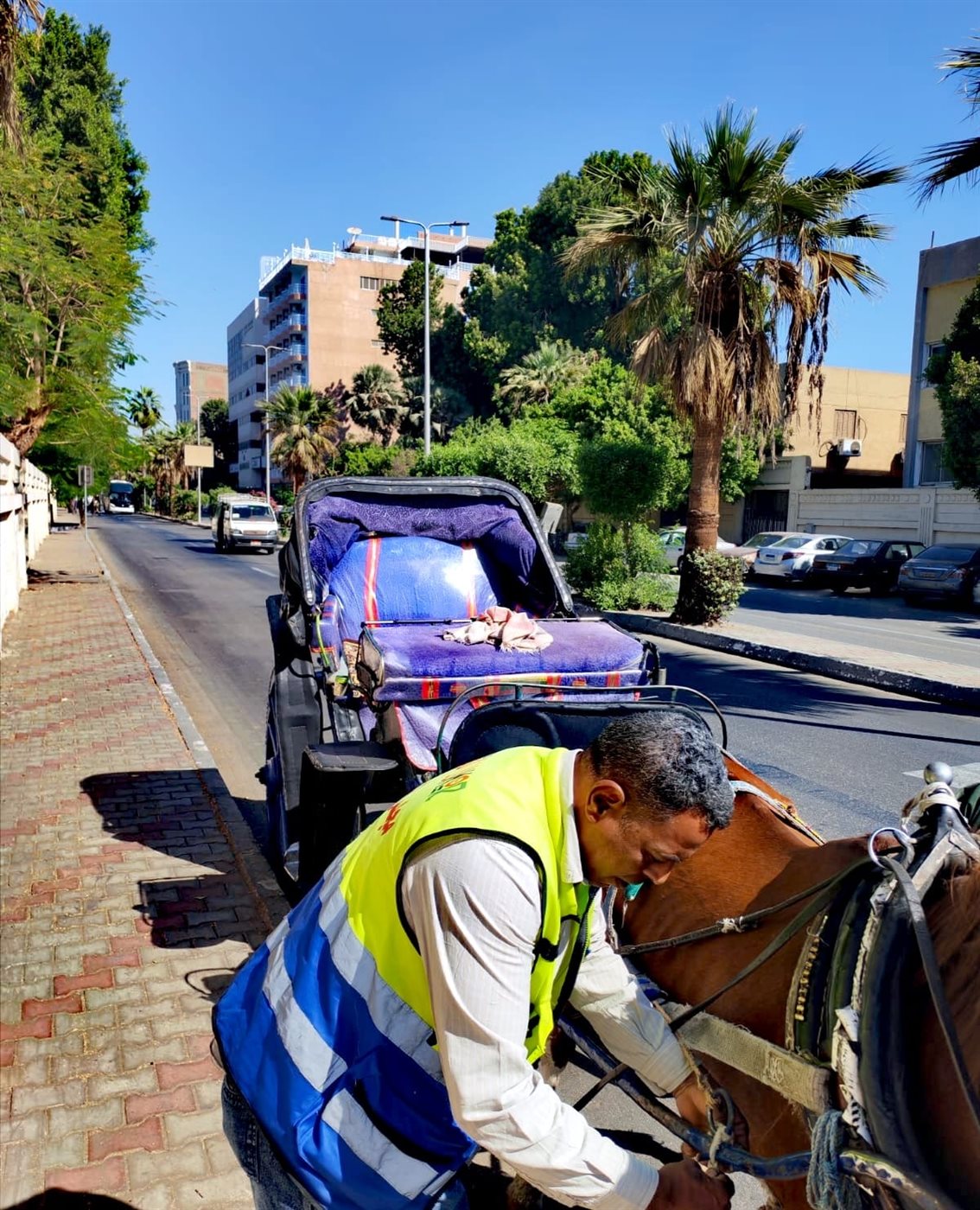 حملات على عربات الحنطور المخالفة بالأقصر&nbsp;