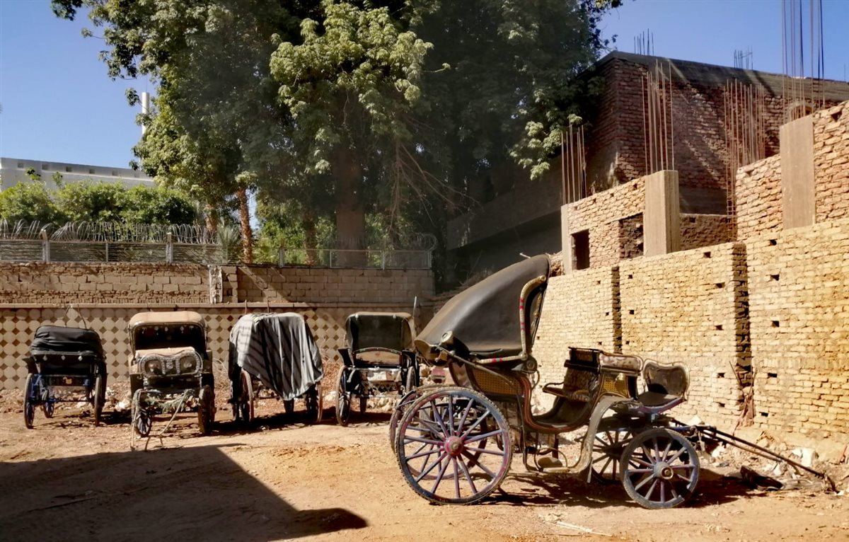 حملات على عربات الحنطور المخالفة بالأقصر&nbsp;