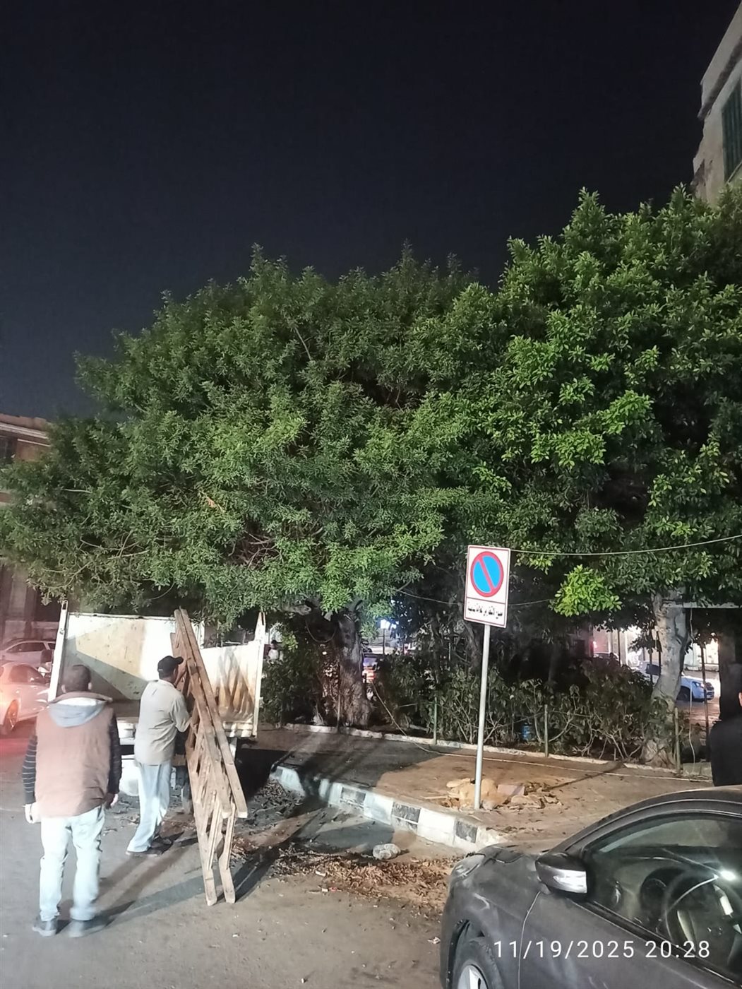 شجرة