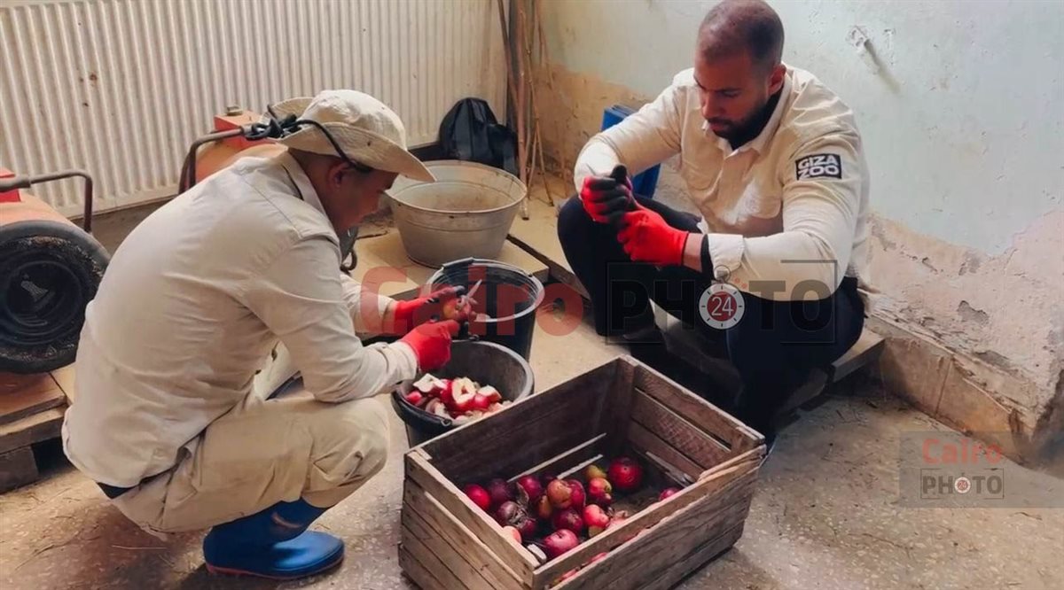 لأول مرة.. تحالف تطوير حديقة الحيوان يدرب العمال على التعامل مع الأفيال في جورجيا قبل قدوم 4 فيلة لمصر&nbsp;
