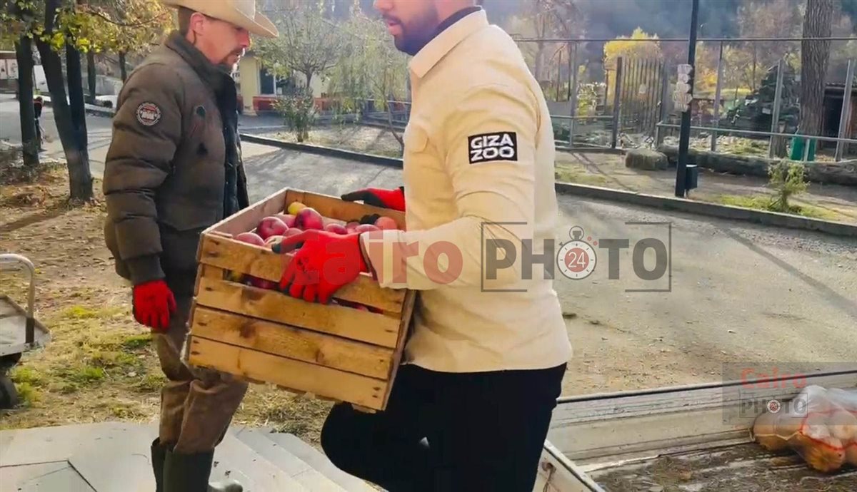 لأول مرة.. تحالف تطوير حديقة الحيوان يدرب العمال على التعامل مع الأفيال في جورجيا قبل قدوم 4 فيلة لمصر&nbsp;