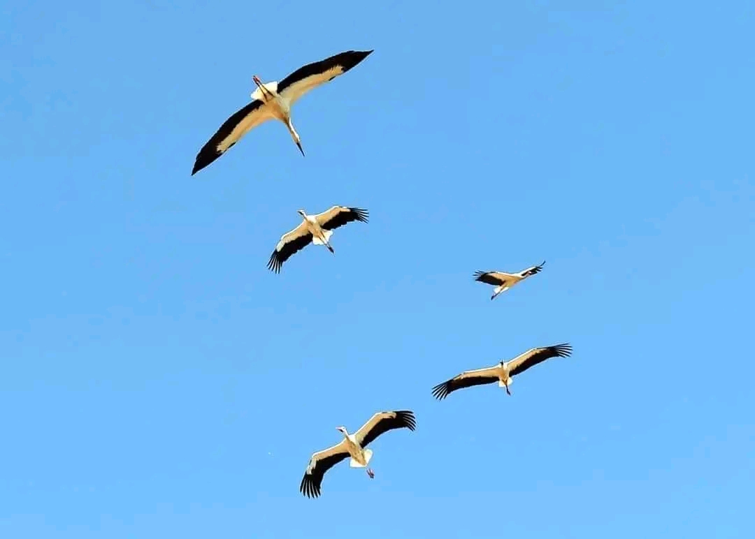 1000365656