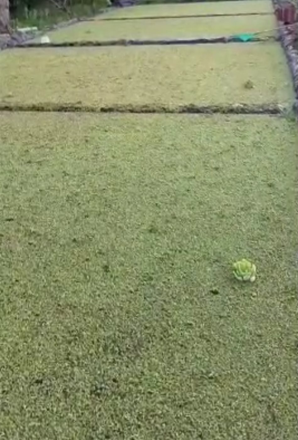 زراعة نبات الأزولا بالبحيرة&nbsp;