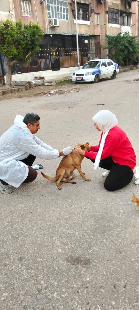 حملات تحصين الكلاب ببورسعيد 