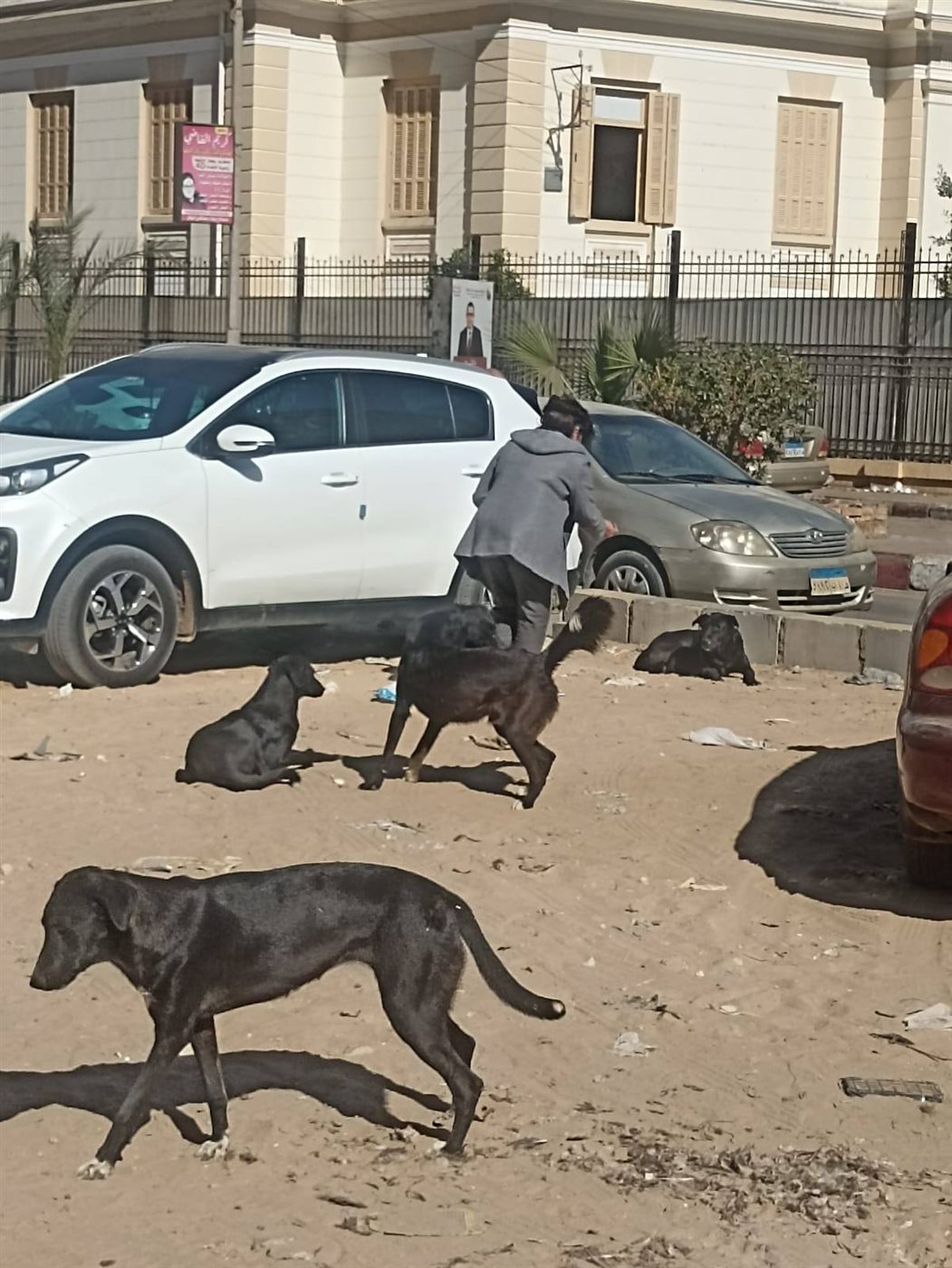 تحصين كلاب الشوارع بسوهاج