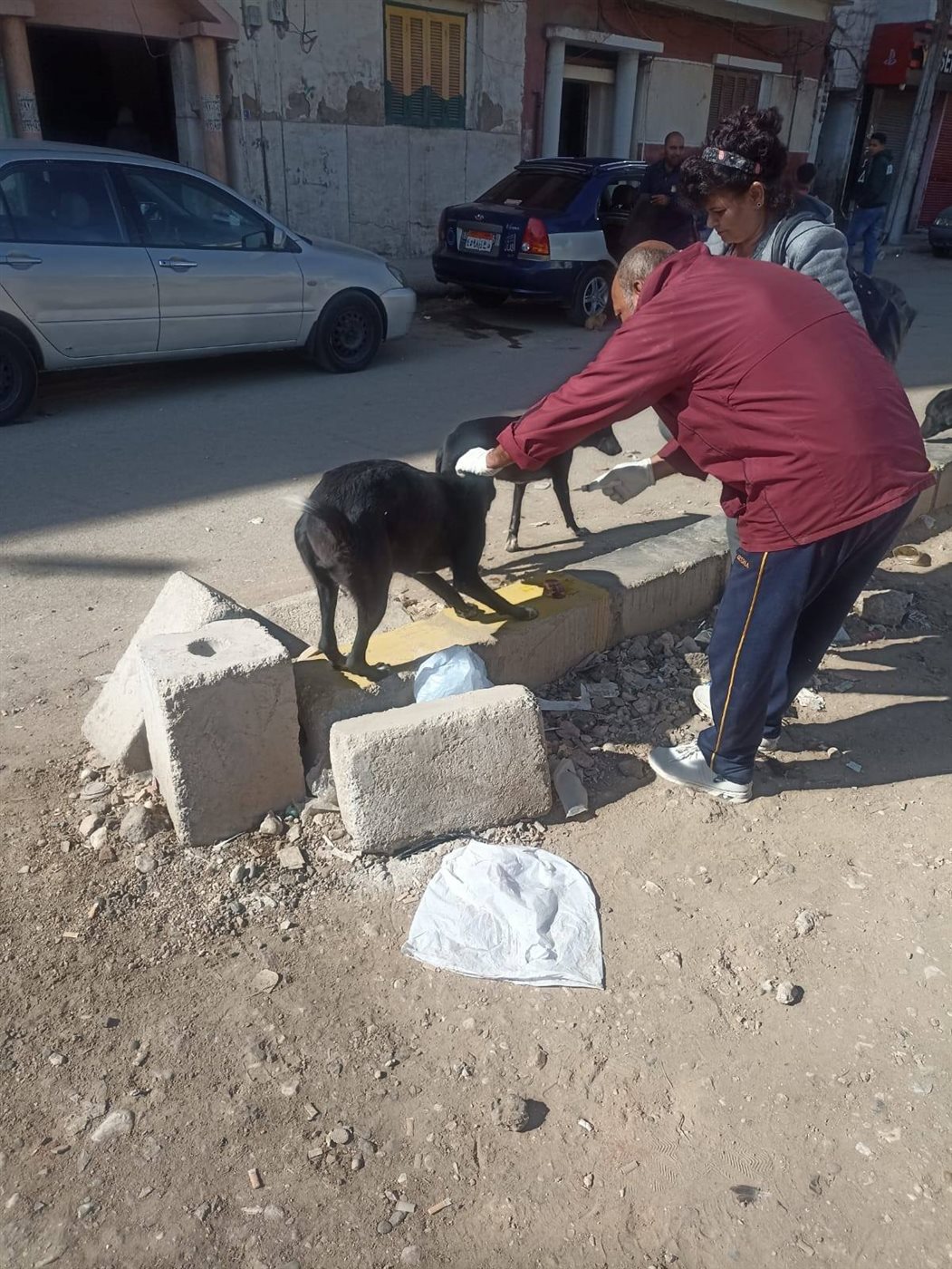 تحصين كلاب الشوارع بسوهاج