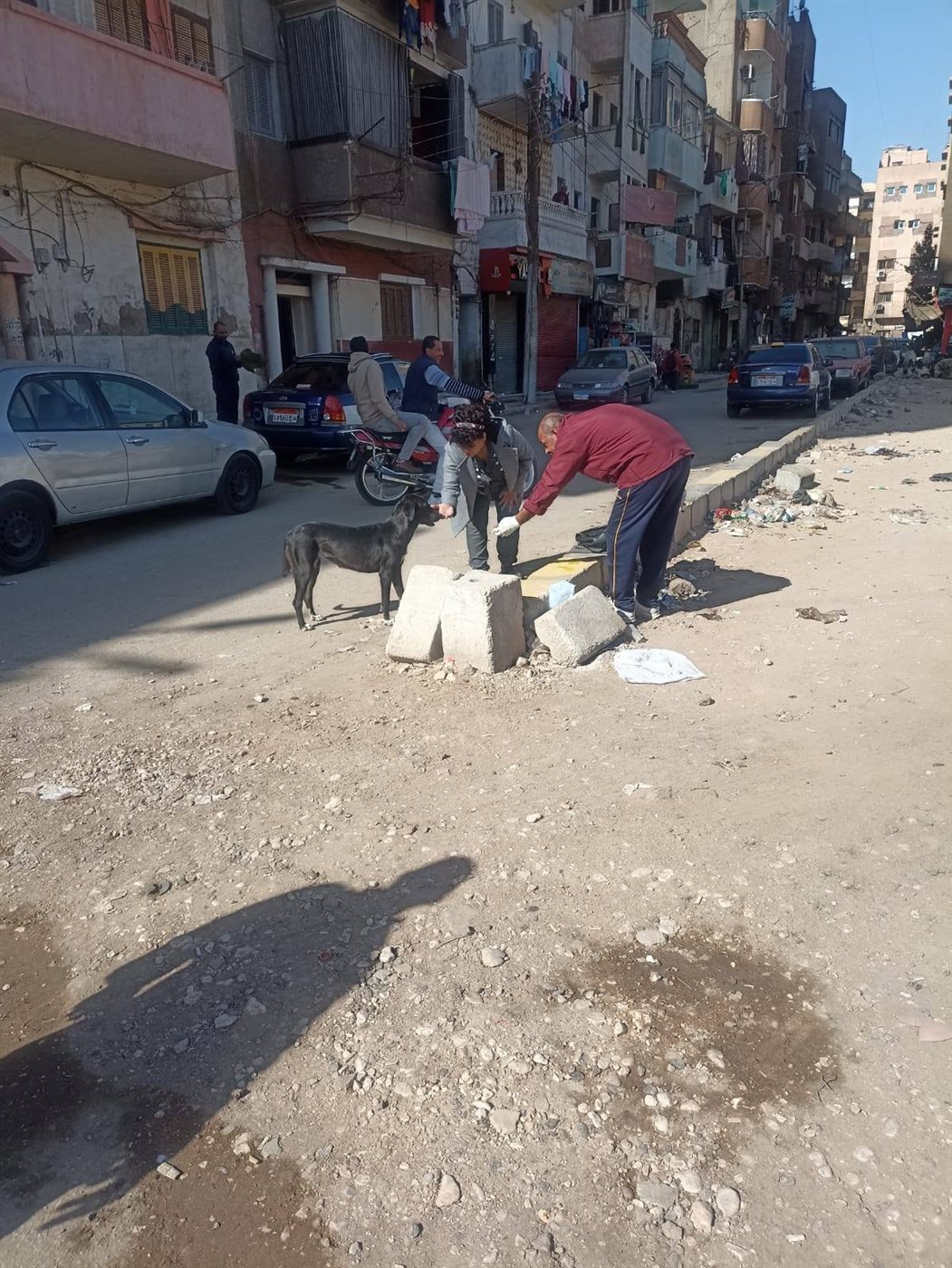 تحصين كلاب الشوارع بسوهاج