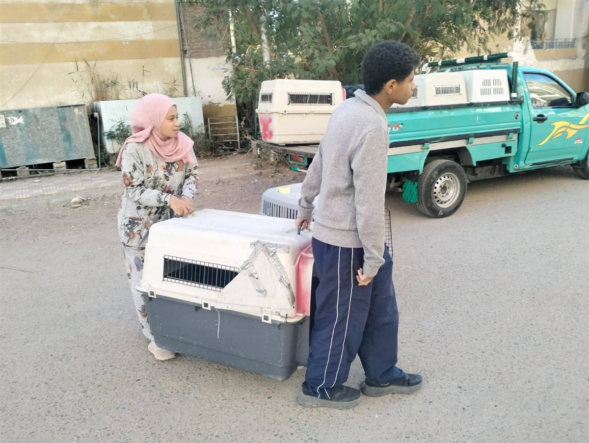 حملة لإجراء عمليات تعقيم للكلاب الضالة بالغردقة 