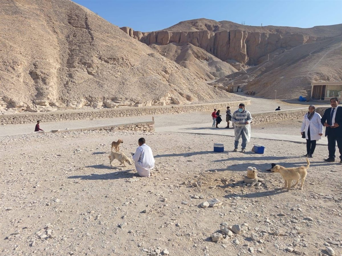تحصين الكلاب بالمناطق الأثرية بالأقصر